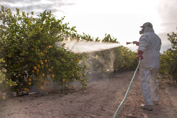 Best Wasp Removal Services  in Kenyon, MN
